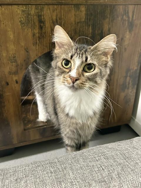 Kylin (@ Whisker Room Cat Cafe), Adoptable, Adult Female Domestic Short Hair.