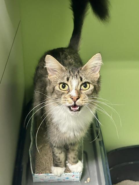 Enlarge Kylin (@ Whisker Room Cat Cafe), a Adoptable Domestic Short Hair in Muskegon, MI image 2/4