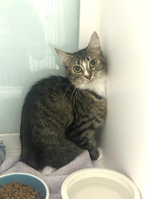 Enlarge Kylin (@ Whisker Room Cat Cafe), a Adoptable Domestic Short Hair in Muskegon, MI image 3/4