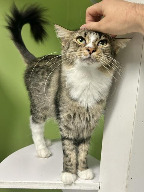 Enlarge Kylin (@ Whisker Room Cat Cafe), a Adoptable Domestic Short Hair in Muskegon, MI image 4/4