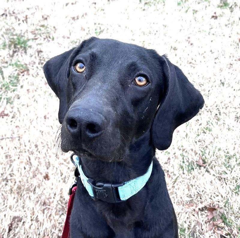 Enlarge COLE, an adoptable mixed breed in Pegram, TN image 6/6