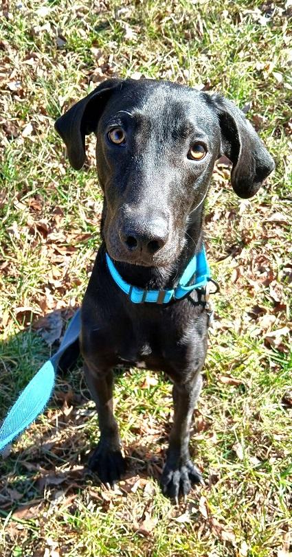 Enlarge COLE, an adoptable mixed breed in Pegram, TN image 6/6