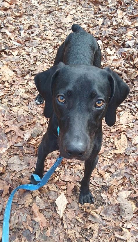 Enlarge COLE, an adoptable mixed breed in Pegram, TN image 3/6