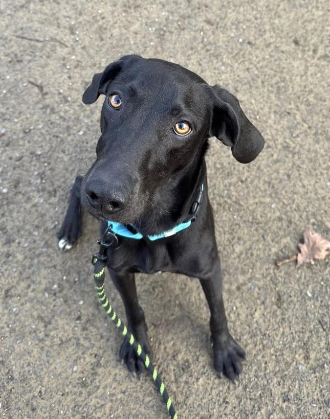 Enlarge COLE, an adoptable mixed breed in Pegram, TN image 4/6