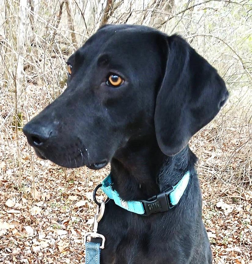 Enlarge COLE, an adoptable mixed breed in Pegram, TN image 3/6