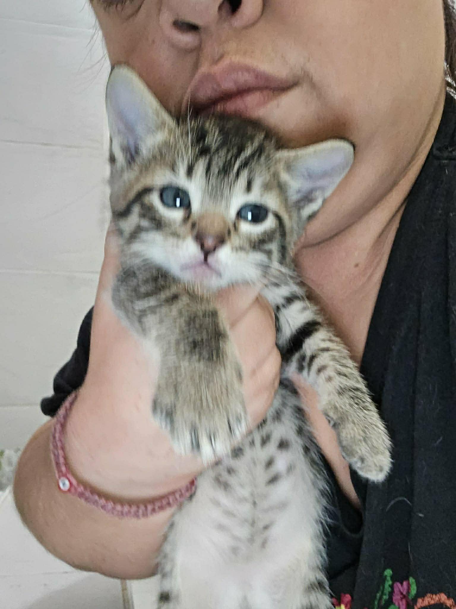 Rory, Adopted, Kitten Male Tabby.
