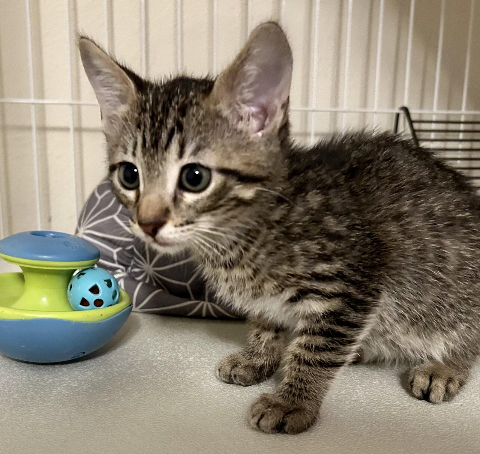 Enlarge Rory, a Adopted Tabby in Plano, TX image 2/2