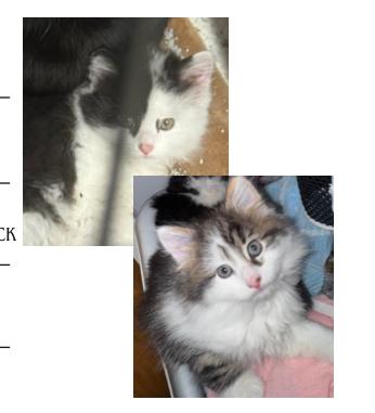 Wexly & Wally, adopted, Kitten Female Domestic Long Hair.