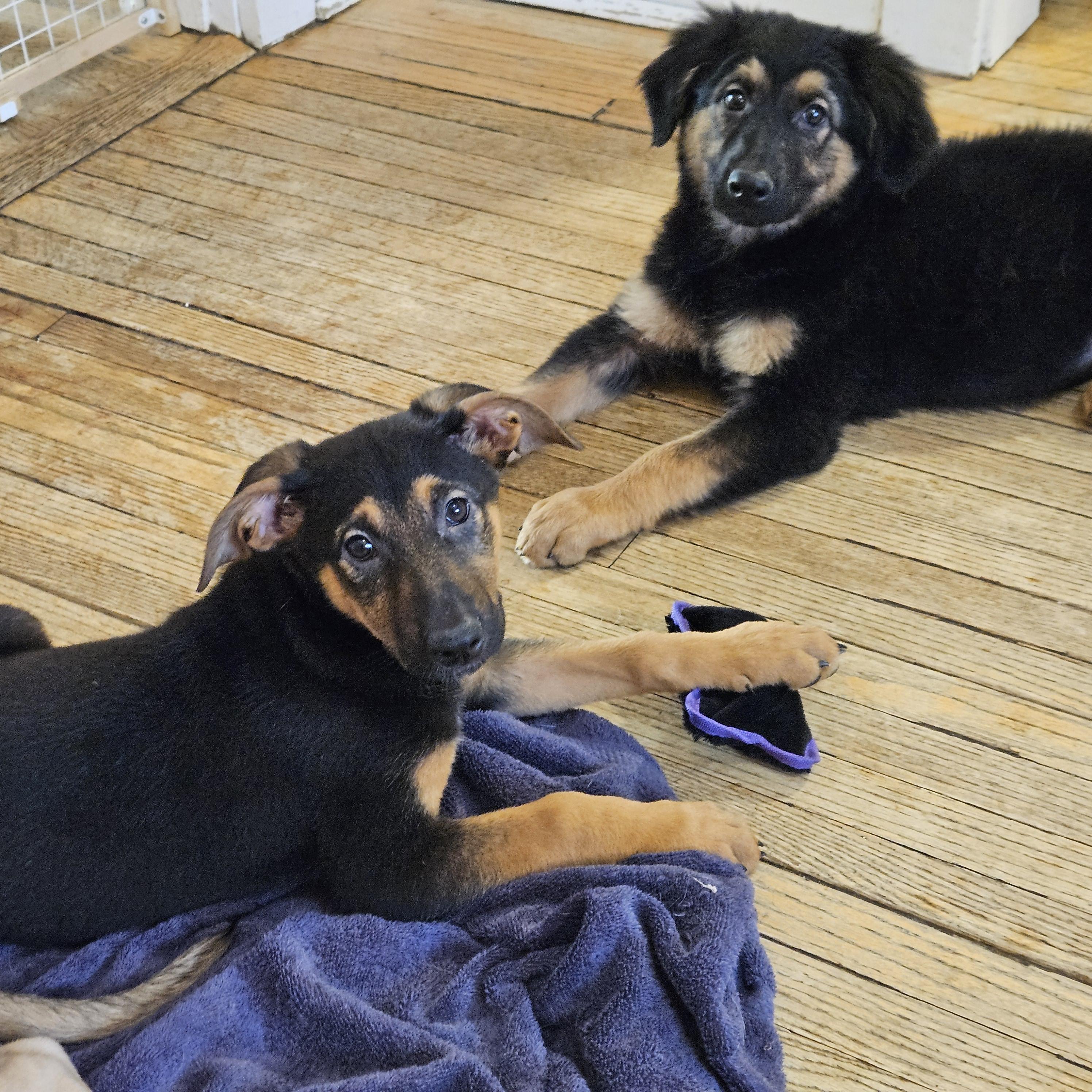 Enlarge Bramble, a Adoptable mixed breed in Chicago, IL image 5/6