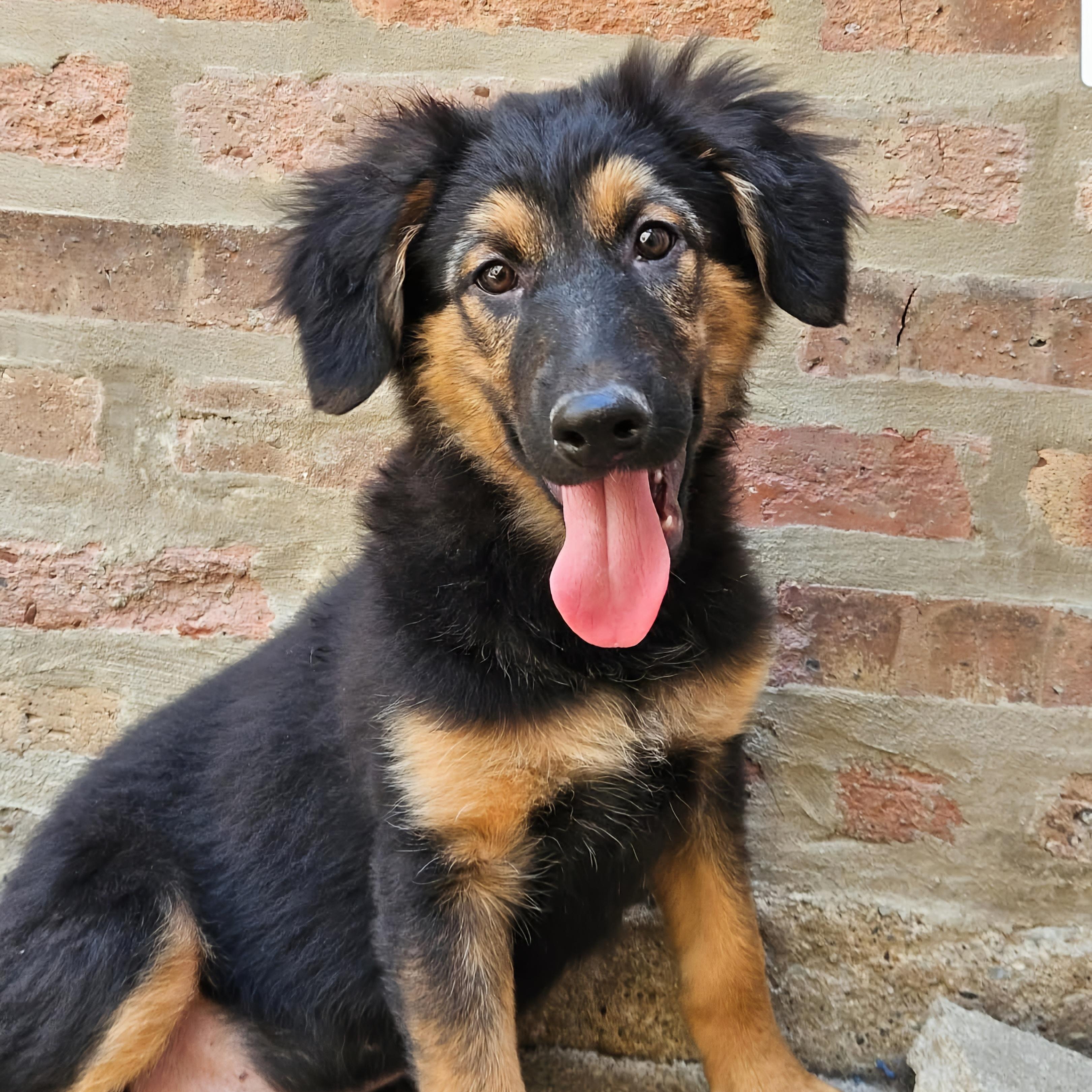 Enlarge Bramble, a Adoptable mixed breed in Chicago, IL image 1/6