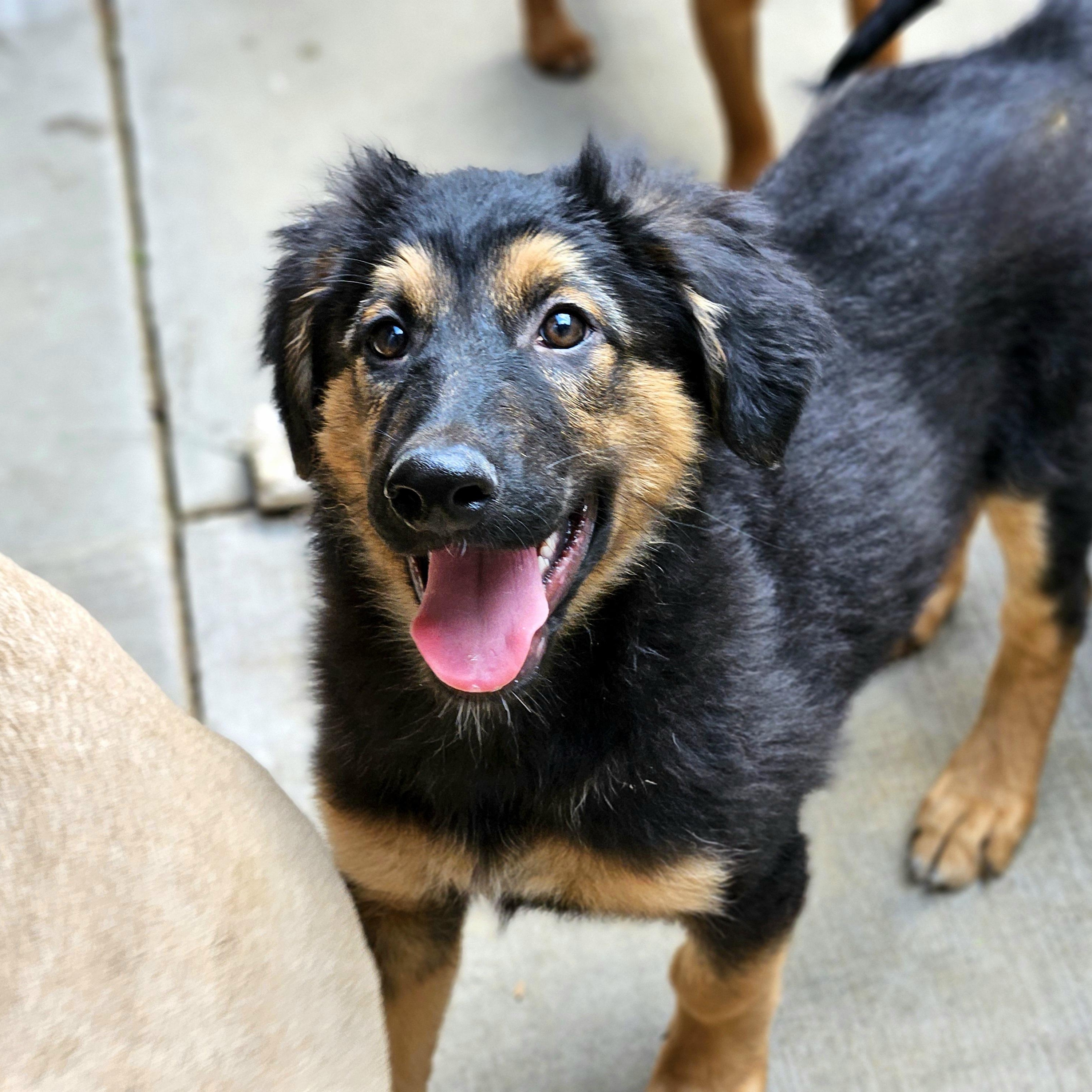Enlarge Bramble, a Adoptable mixed breed in Chicago, IL image 3/6
