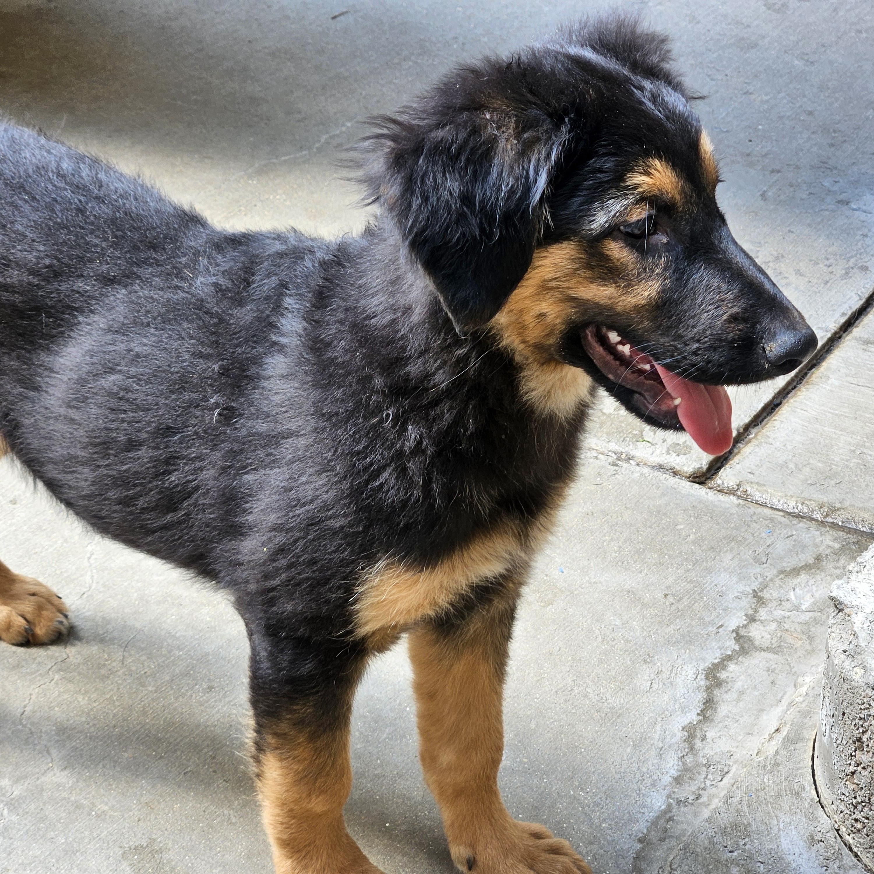 Enlarge Bramble, a Adoptable mixed breed in Chicago, IL image 2/6