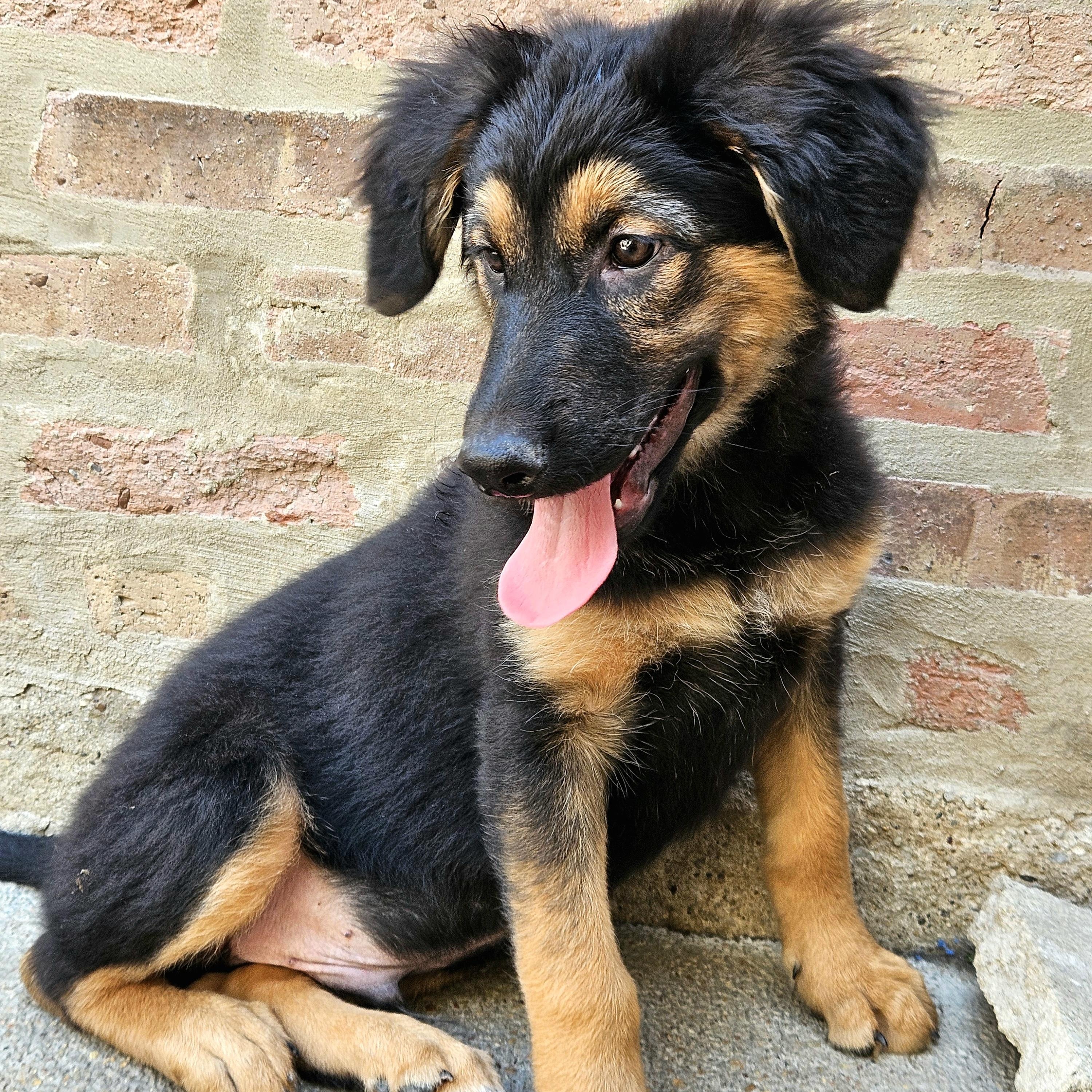 Enlarge Bramble, a Adoptable mixed breed in Chicago, IL image 4/6