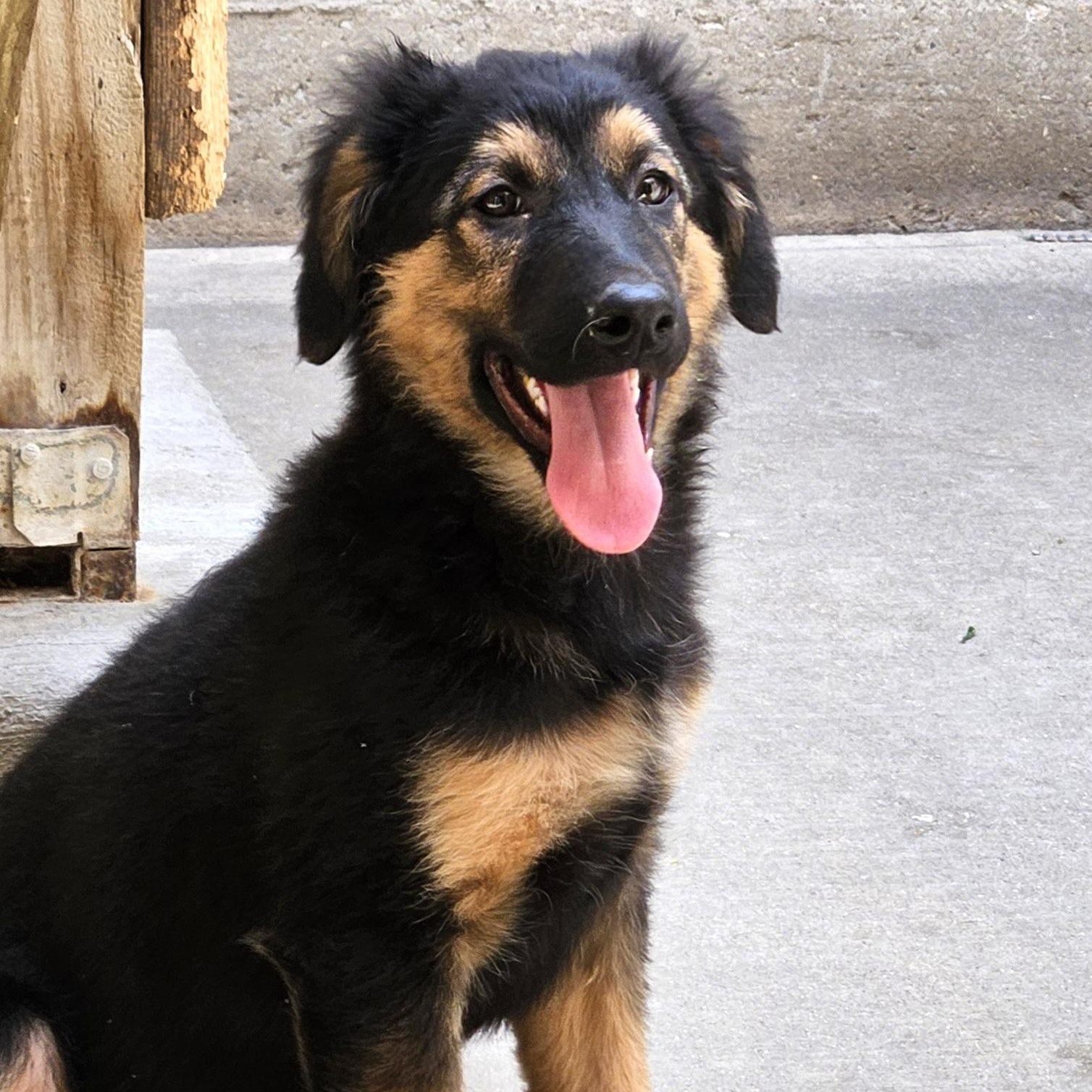 Enlarge Bramble, a Adoptable mixed breed in Chicago, IL image 6/6