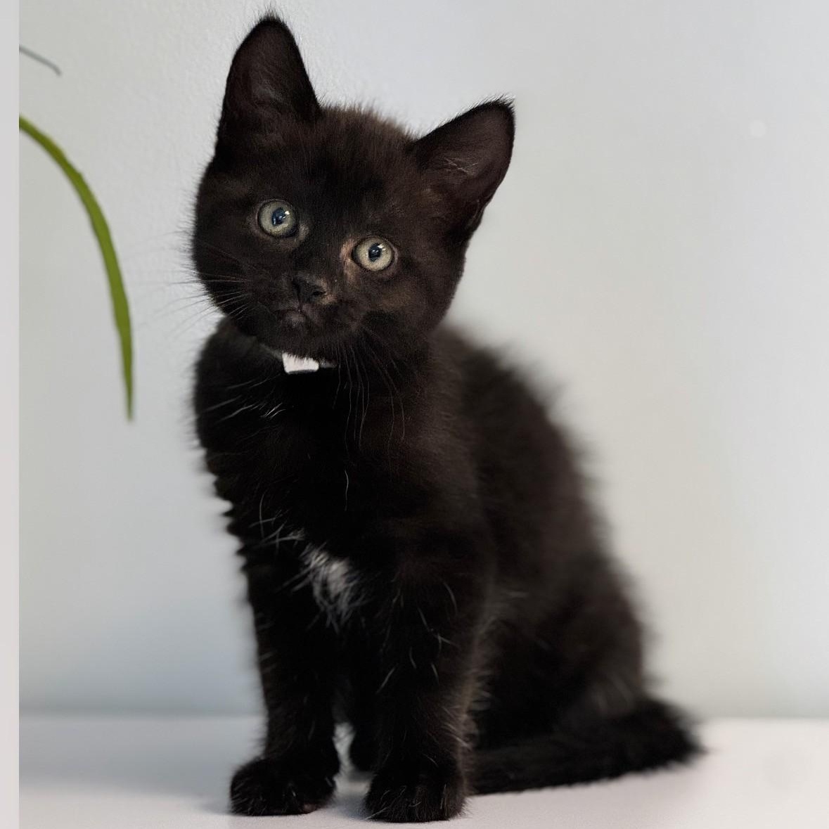Enlarge Coral, a ADOPTABLE Domestic Short Hair in Syosset, NY image 1/1
