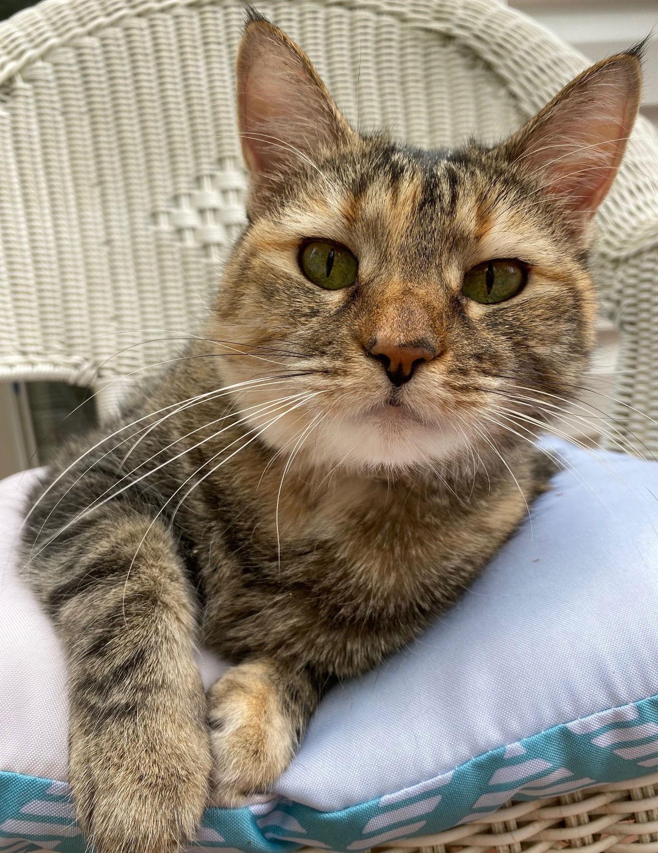 Phoebe, a Adoptable Domestic Short Hair in Lutherville, MD image 1/2