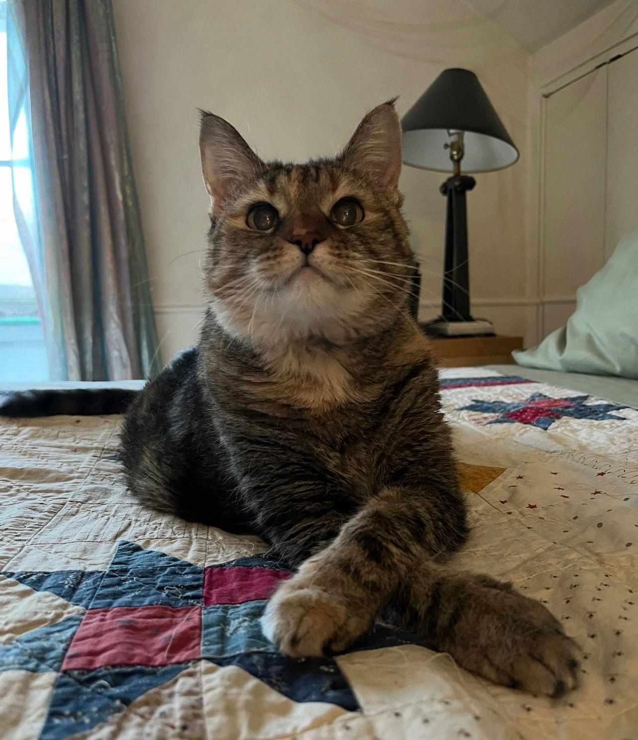 Phoebe — thumbnail 2