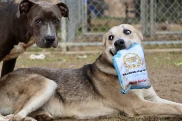 Jack Skellington, Adoptable, Young Male German Shepherd Dog & Mixed Breed.