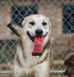 Enlarge Jack Skellington, a Adoptable mixed breed in Irving, TX image 2/3