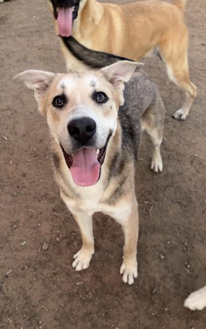 Jack Skellington, Adoptable, Young Male German Shepherd Dog & Mixed Breed.