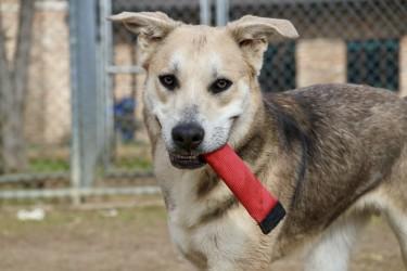 Enlarge Jack Skellington, a Adoptable mixed breed in Irving, TX image 3/3