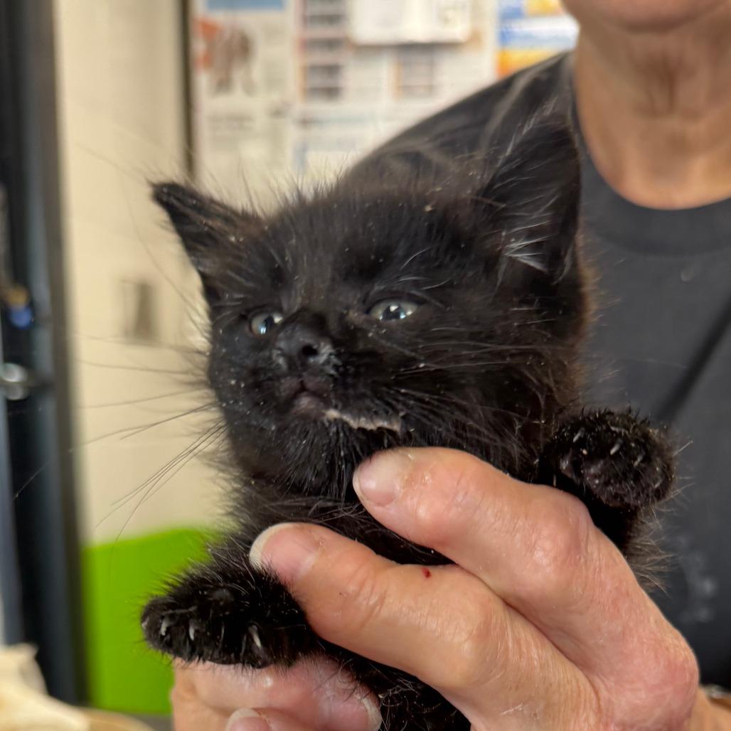 Salsa, a Adoptable Domestic Short Hair in Ponca City, OK image 1/3