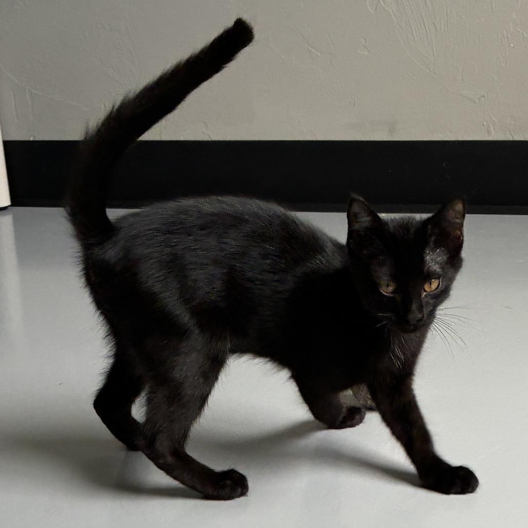 Salsa, a Adoptable Domestic Short Hair in Ponca City, OK image 2/3