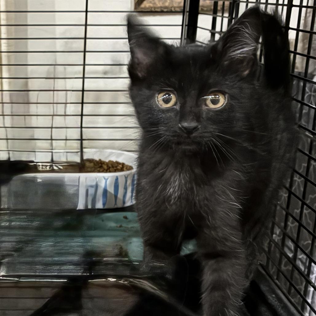 Salsa, a Adoptable Domestic Short Hair in Ponca City, OK image 3/3