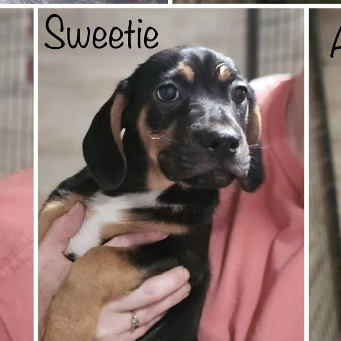Sweetie, Adopted, Puppy Female Mixed Breed.
