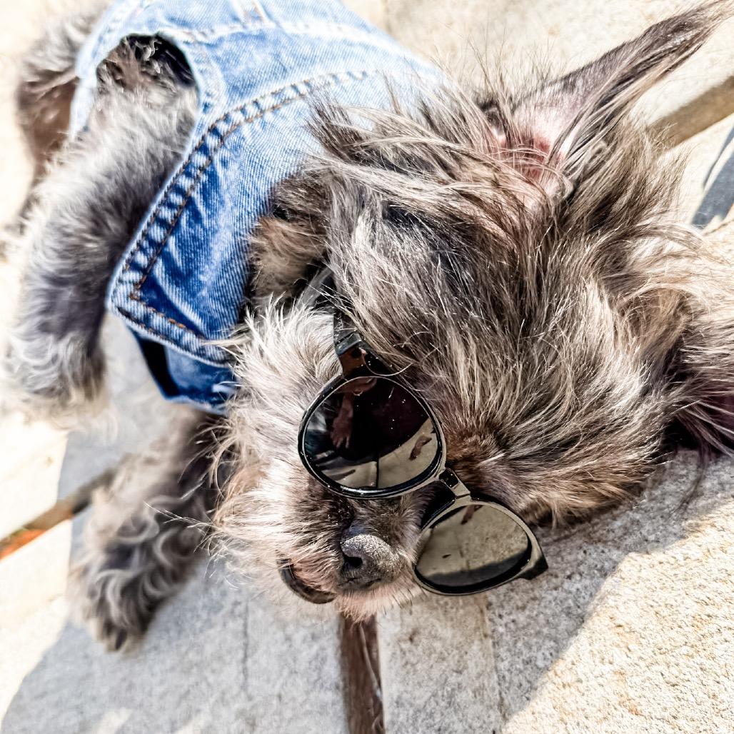 Rascal, Adoptable, Senior Male Shih Tzu.