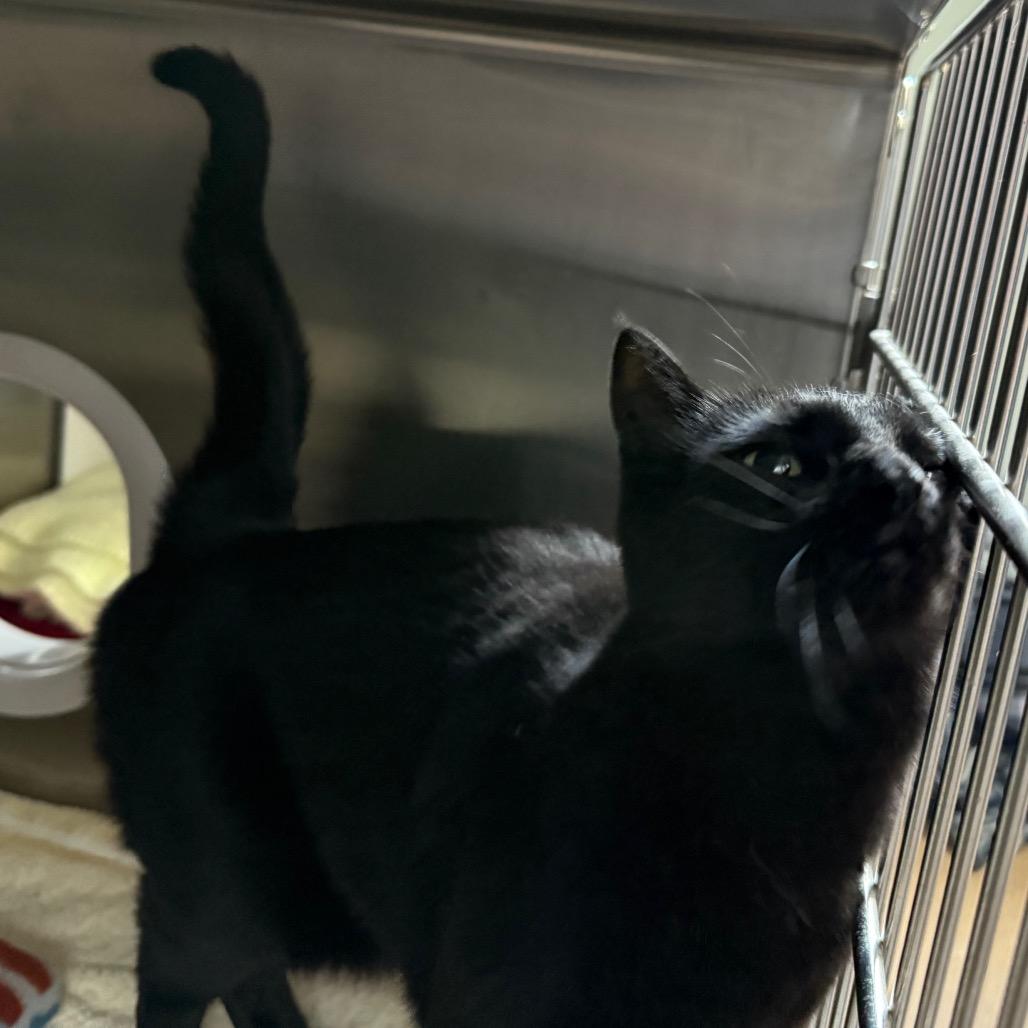 Enlarge Ponderosa is at Petsmart GJ, a Adoptable Domestic Medium Hair in Cedaredge, CO image 1/1