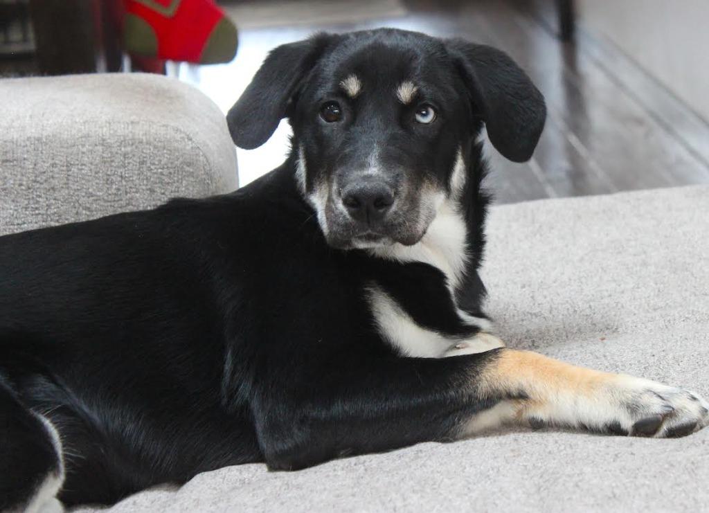 Clara, Adoptable, Puppy Female German Shepherd Dog.