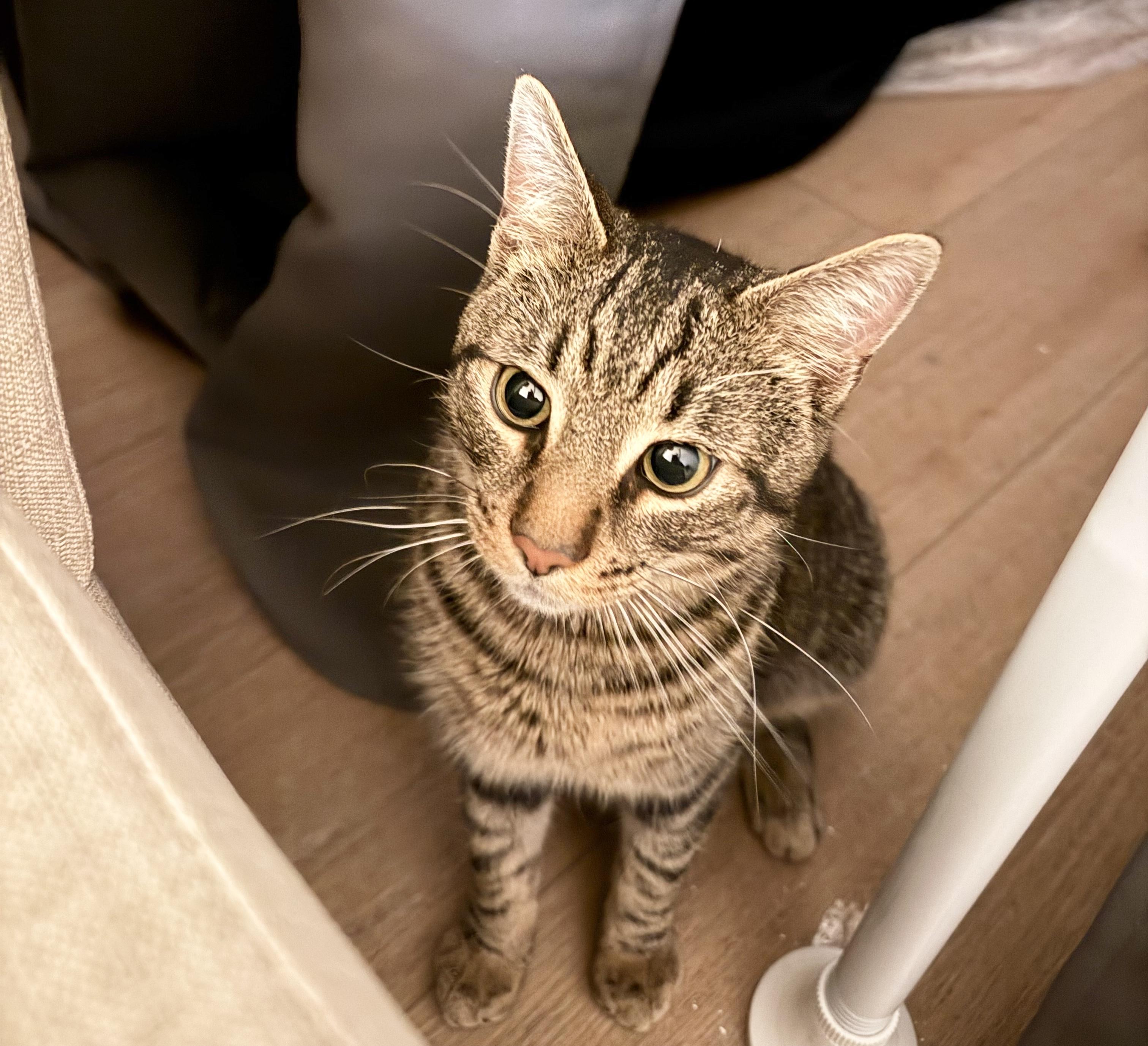 Enlarge Taco, an adopted Domestic Short Hair in New York, NY image 3/4