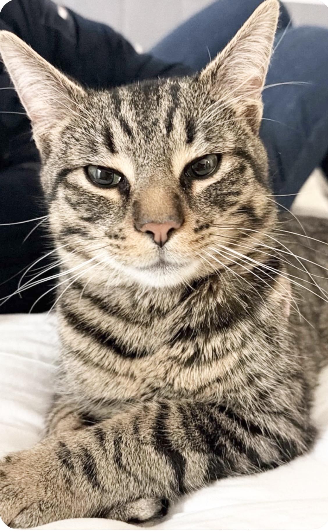 Taco, adopted, Young Male Domestic Short Hair.