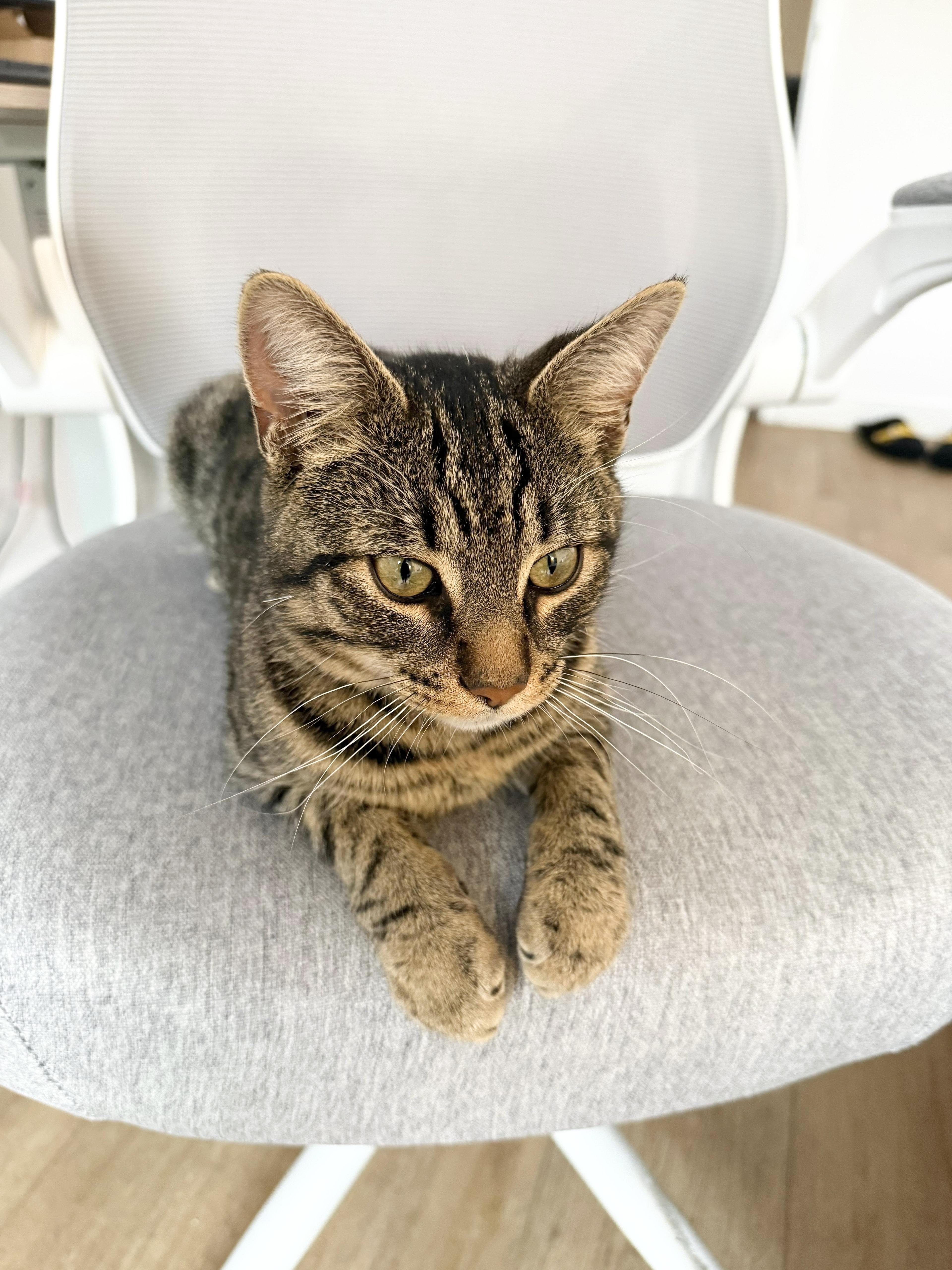 Enlarge Taco, an adopted Domestic Short Hair in New York, NY image 2/4