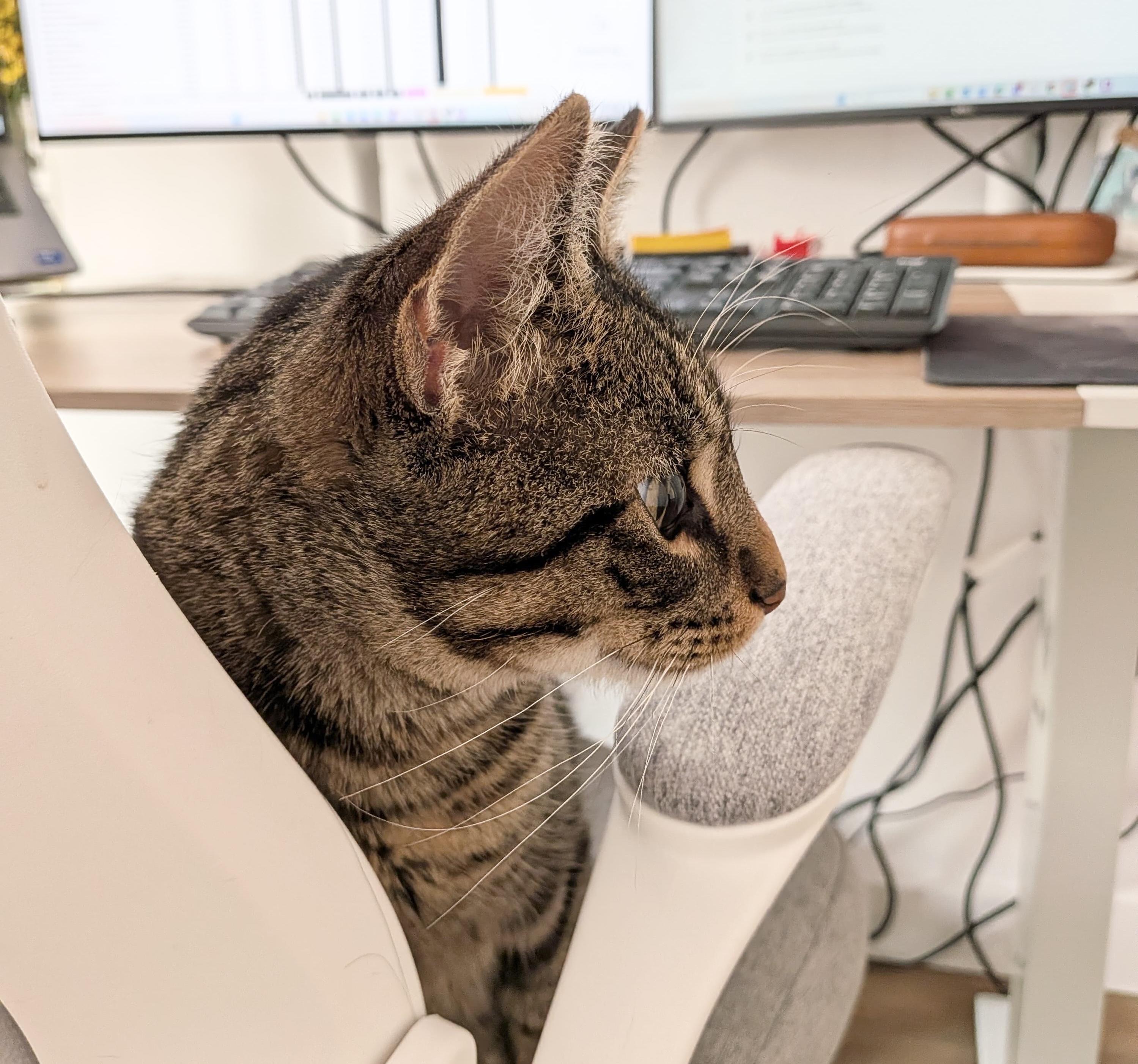 Enlarge Taco, an adopted Domestic Short Hair in New York, NY image 4/4