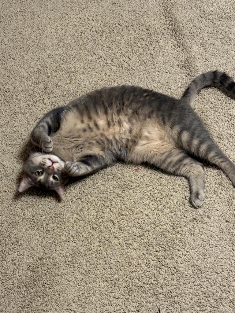 Jasper, Adoptable, Senior Male Domestic Short Hair.