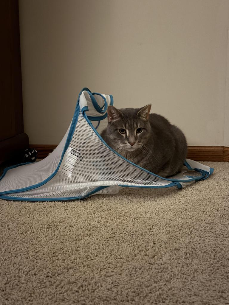 Enlarge Jasper, a Adoptable mixed breed in Saint Paul, MN image 2/5