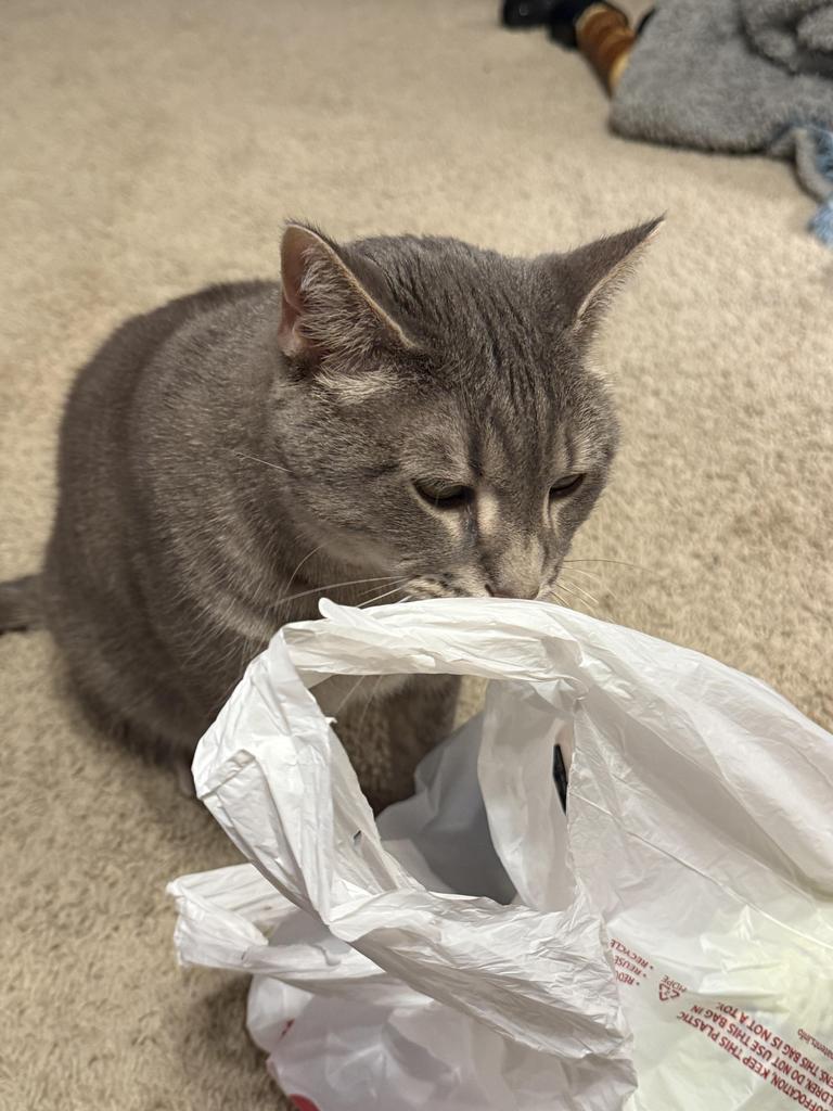 Enlarge Jasper, a Adoptable mixed breed in Saint Paul, MN image 3/5