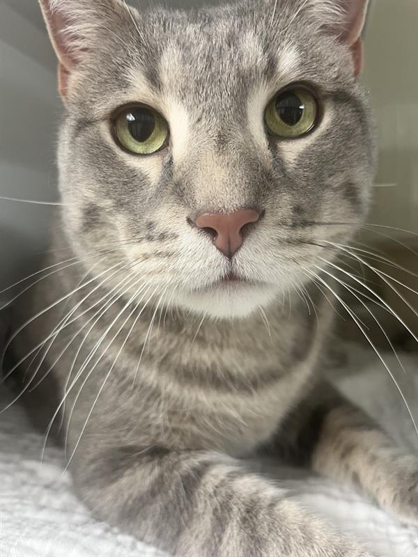 Enlarge Jasper, a Adoptable mixed breed in Saint Paul, MN image 5/5