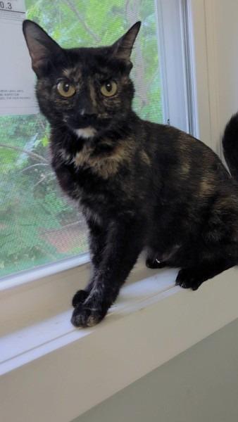 Enlarge Lillie, a Adoptable mixed breed in Madison, GA image 1/1