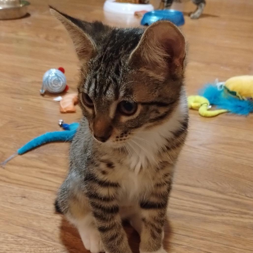 Bandit, Adoptable, Young Female Domestic Short Hair.