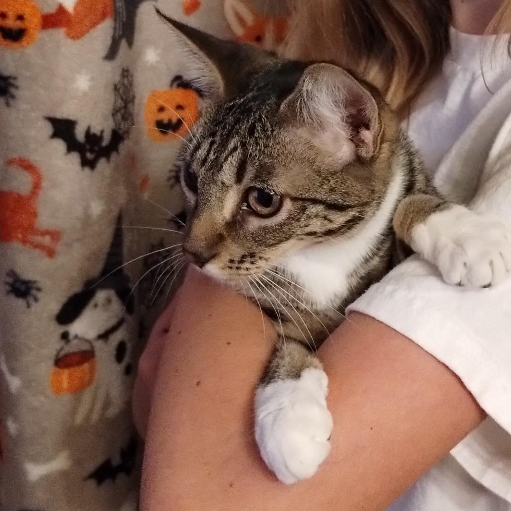 Enlarge Bandit, a Adoptable Domestic Short Hair in Ferndale, WA image 2/3