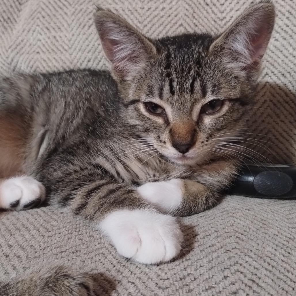 Enlarge Bandit, a Adoptable Domestic Short Hair in Ferndale, WA image 3/3