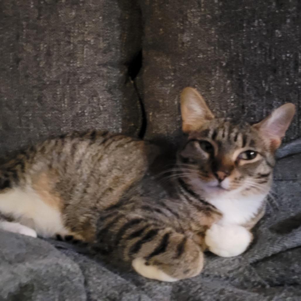 Fish, a Adoptable Domestic Short Hair in Ferndale, WA image 4/4