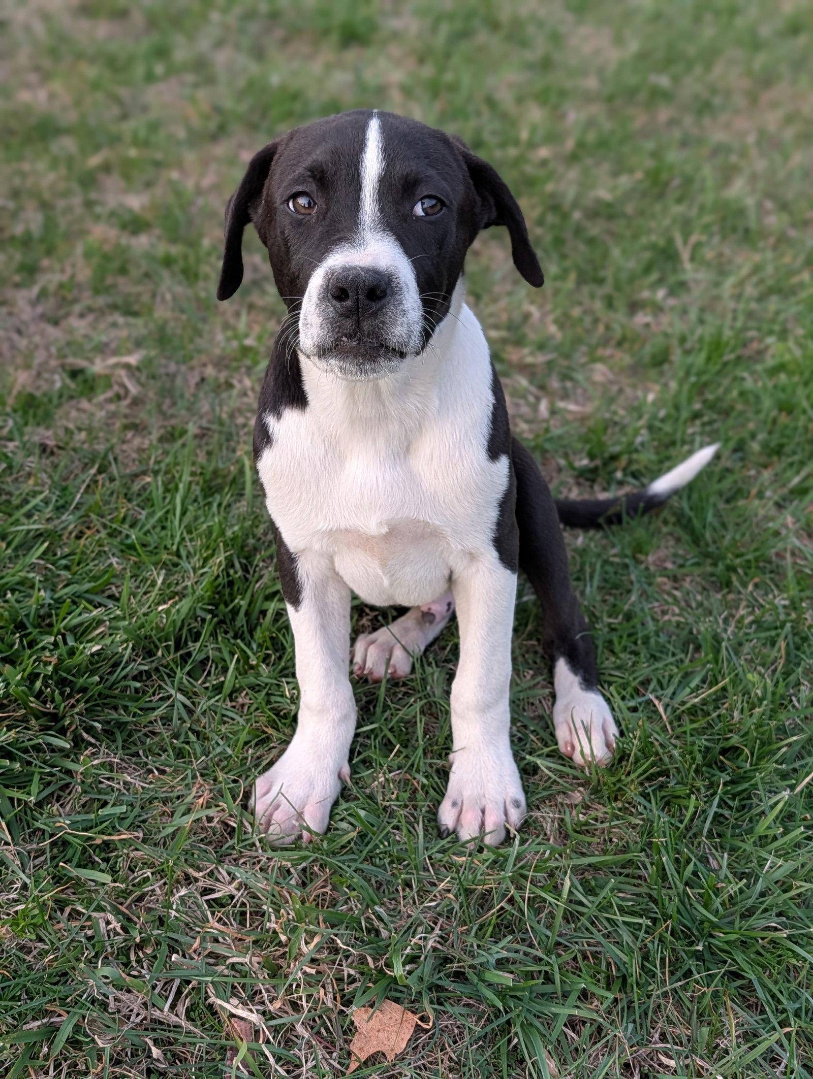 Zeus (16w, 20lbs), Adoptable, Puppy Male Hound & Terrier.