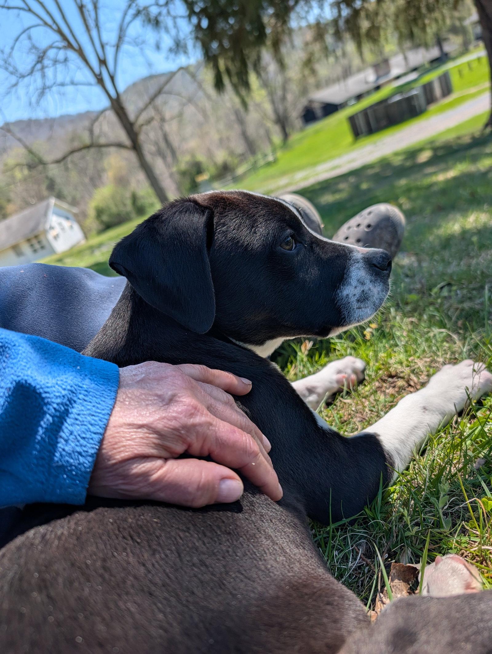Enlarge Zeus (16w, 20lbs), a Adoptable mixed breed in Hinton, WV image 2/3