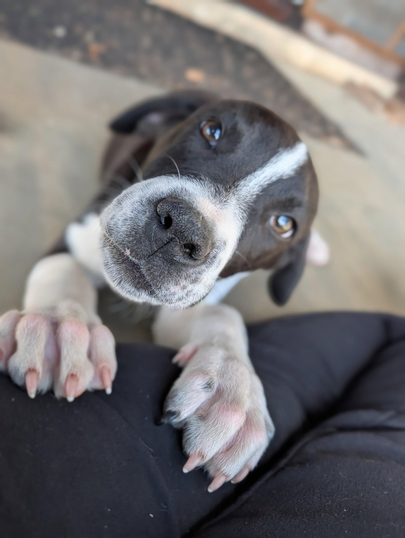 Enlarge Zeus (16w, 20lbs), a Adoptable mixed breed in Hinton, WV image 3/3
