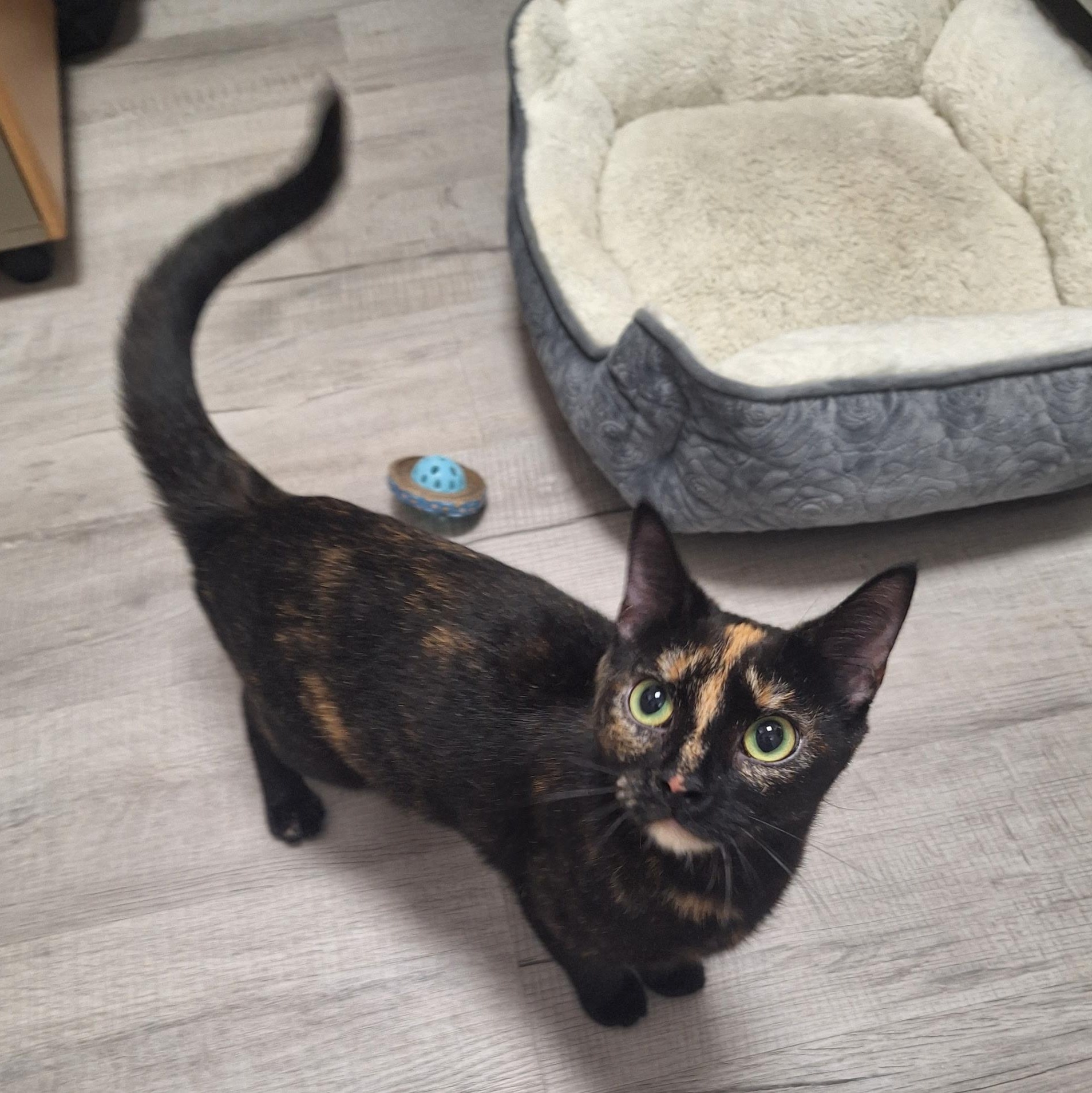 Nutmeg, a ADOPTABLE Domestic Short Hair in SNOW HILL, NC image 1/2
