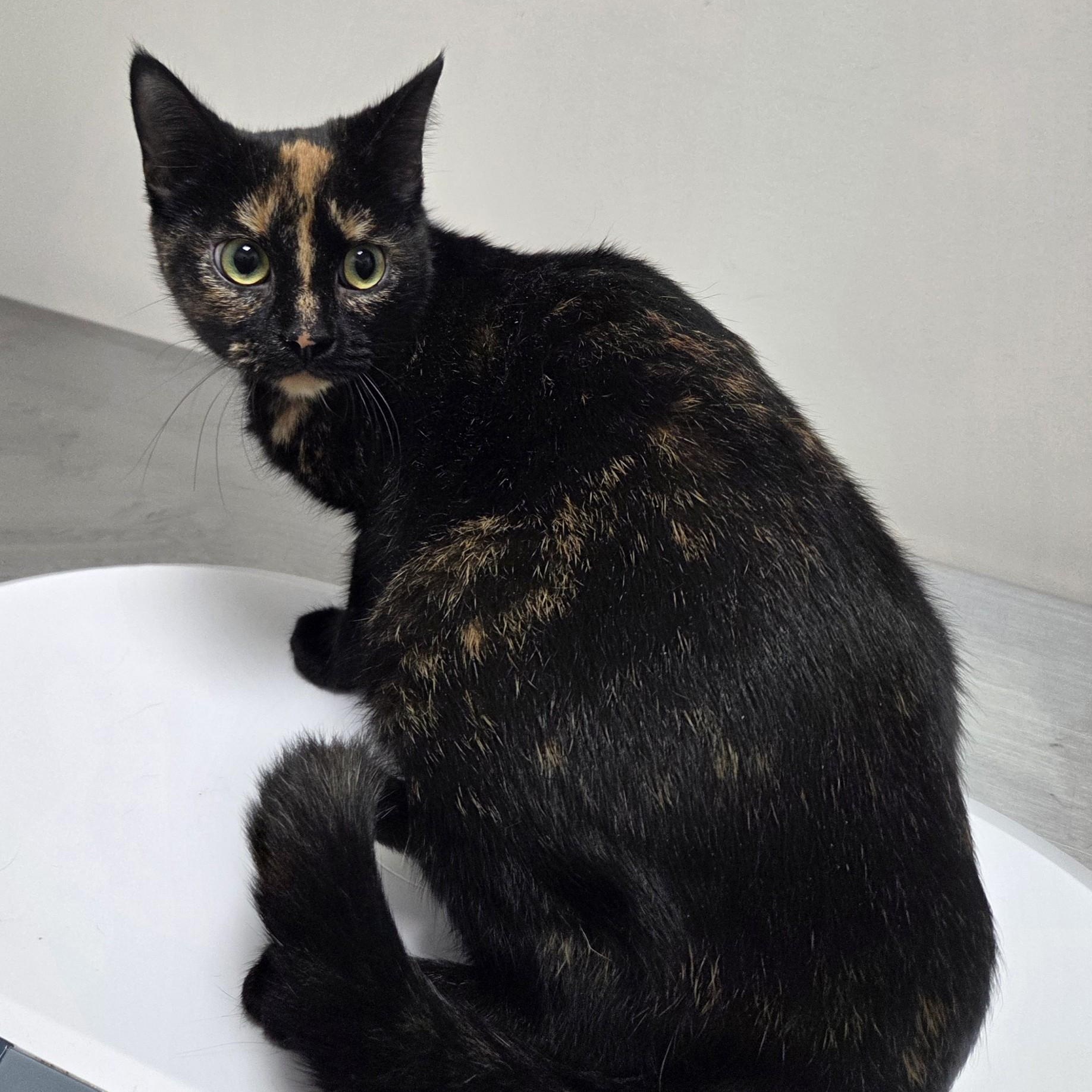 Enlarge Nutmeg, a ADOPTABLE Domestic Short Hair in SNOW HILL, NC image 1/1